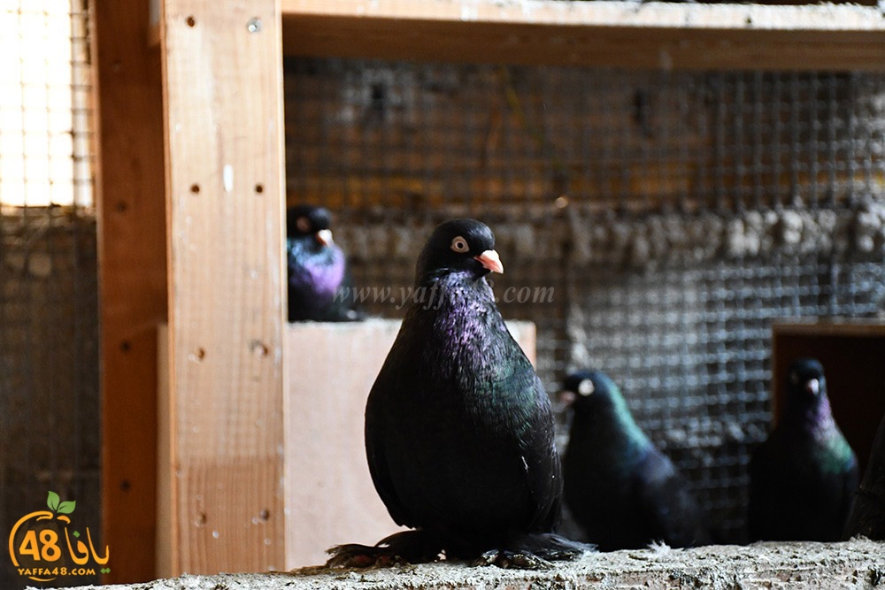 zohdi 3ashoor (67).jpeg